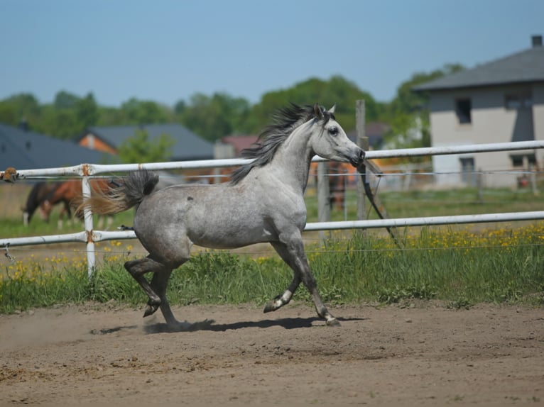 Arabian horses Mare 6 years 14,3 hh Gray in Lodz