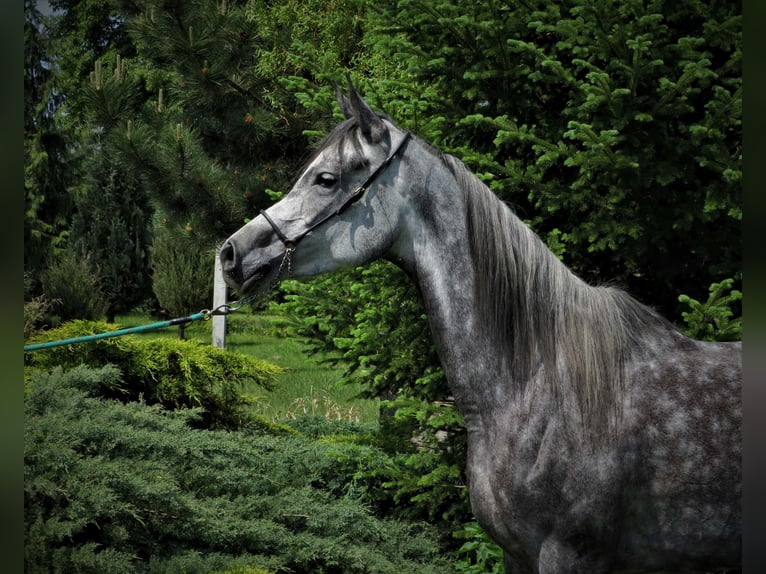 Arabian horses Mare 6 years 14,3 hh Gray-Dapple in Sochocin
