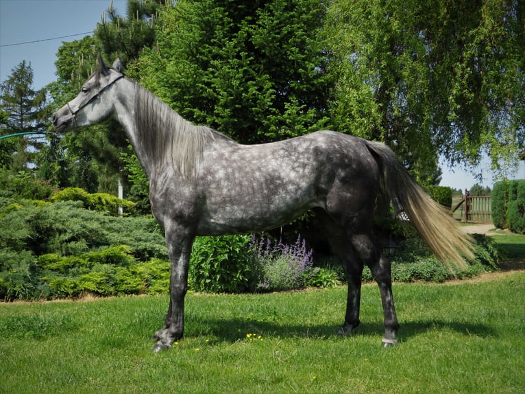 Arabian horses Mare 6 years 14,3 hh Gray-Dapple in Sochocin