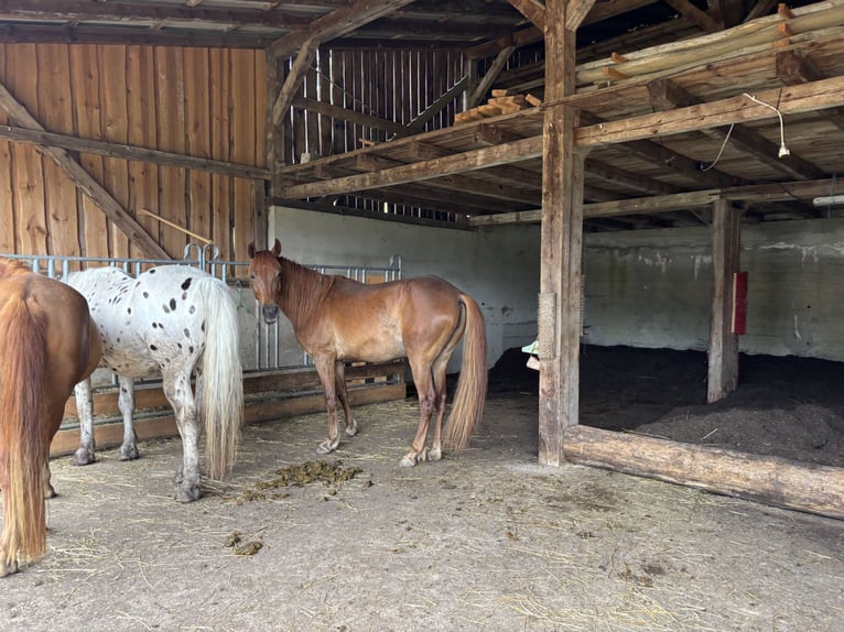 Arabian horses Mare 6 years 14,1 hh Chestnut-Red in KastL