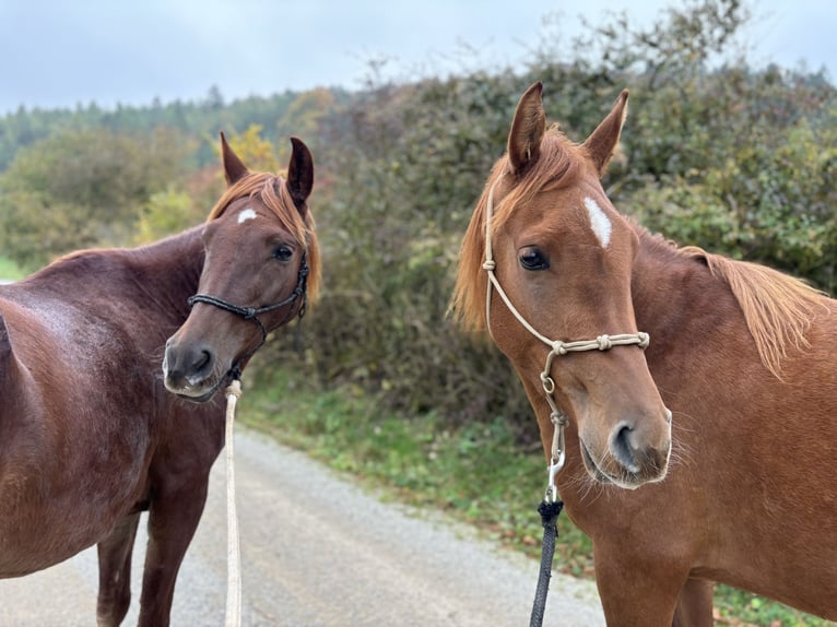 Arabian horses Mare 6 years 14,1 hh Chestnut-Red in KastL
