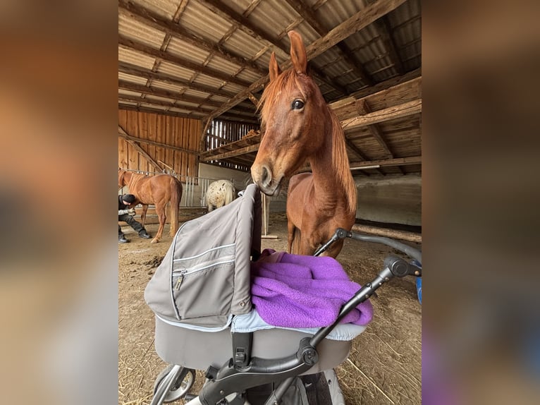 Arabian horses Mare 6 years 14,1 hh Chestnut-Red in KastL