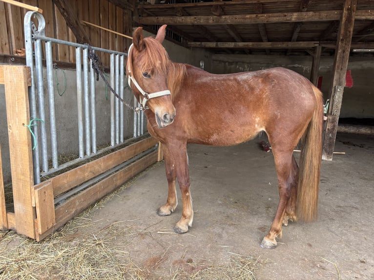 Arabian horses Mare 6 years 14,1 hh Chestnut-Red in KastL