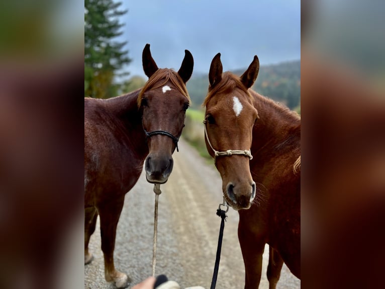 Arabian horses Mare 6 years 14,1 hh Chestnut-Red in KastL