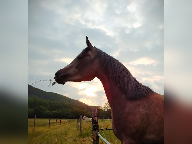 Arabian horses Mare 6 years 14,2 hh Gray in la Voulte-sur-Rhône