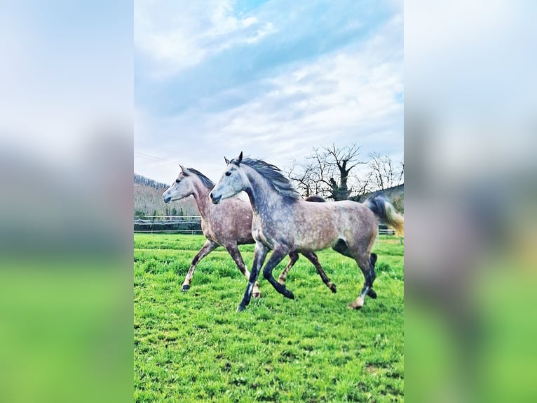 Arabian horses Mare 6 years 14,2 hh Gray in la Voulte-sur-Rhône