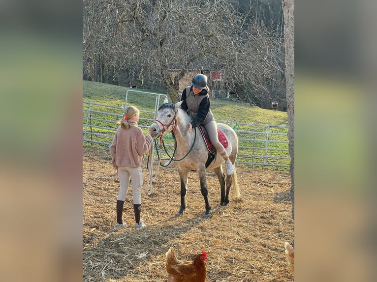 Arabian horses Mare 6 years 14,2 hh Grey-Dark-Tan in Turtmann