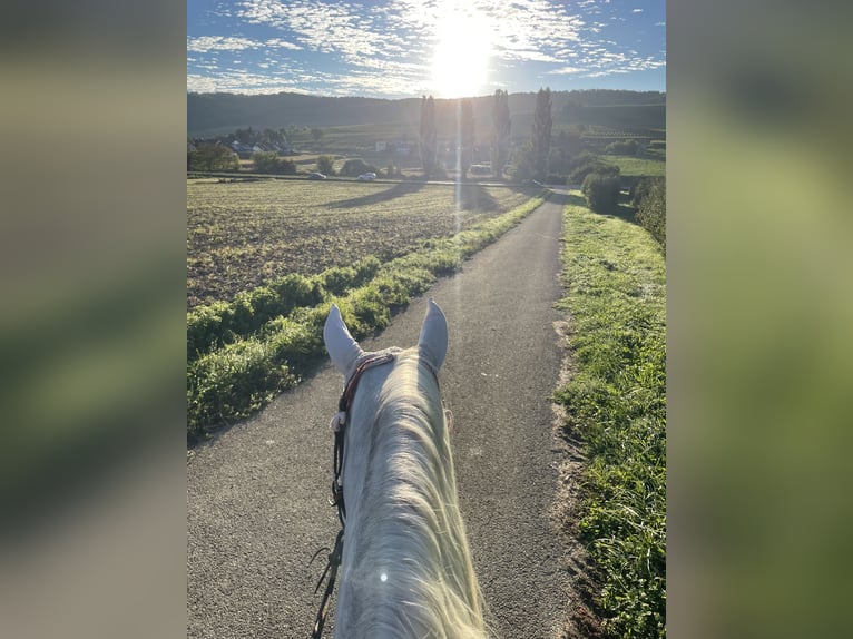 Arabian horses Mare 6 years 14,2 hh Grey in Freiburg im BreisgauFReiburg