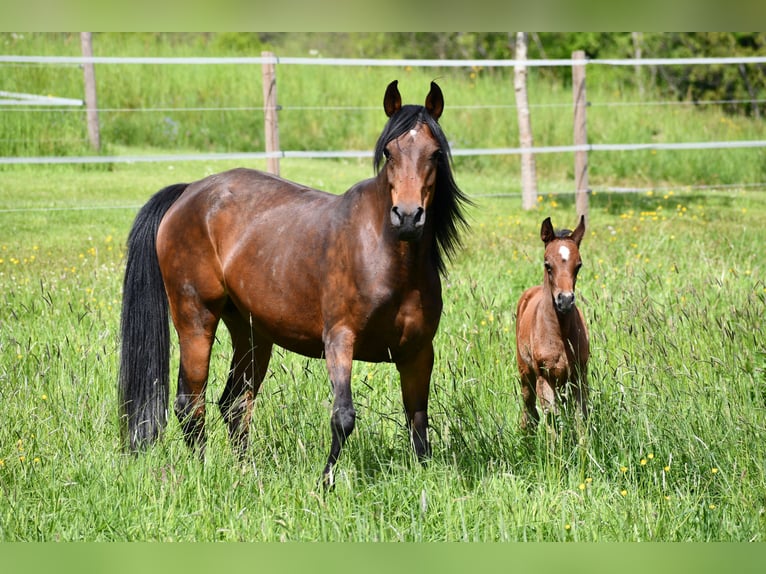 Arabian horses Mare 6 years 14,3 hh Bay-Dark in Reichshof