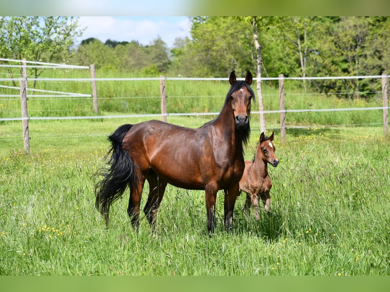 Arabian horses Mare 6 years 14,3 hh Bay-Dark in Reichshof