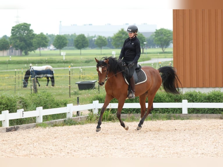 Arabian horses Mare 6 years 14,3 hh Brown in Amtzell