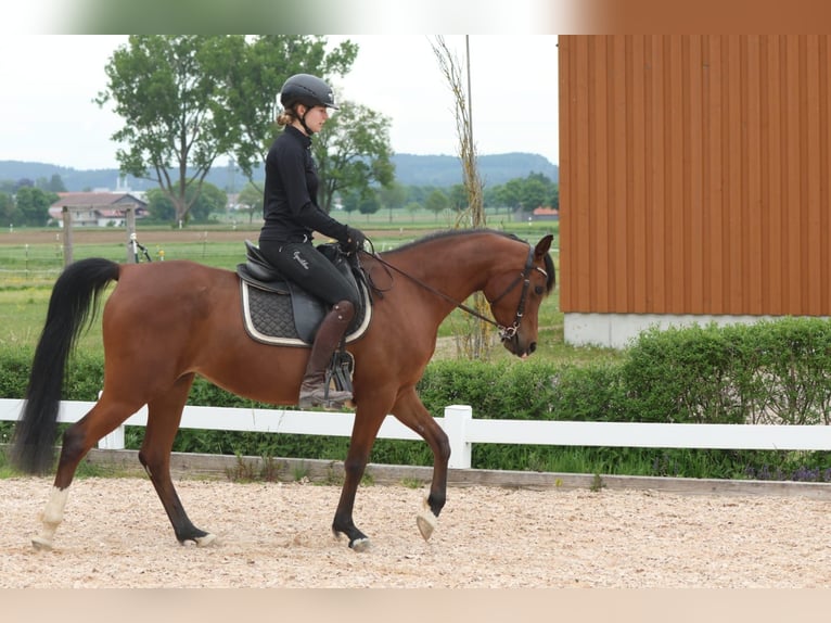 Arabian horses Mare 6 years 14,3 hh Brown in Amtzell