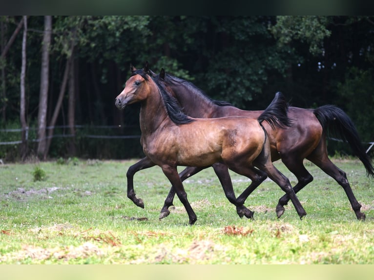 Arabian horses Mare 6 years 15,1 hh Bay-Dark in Bełżyce