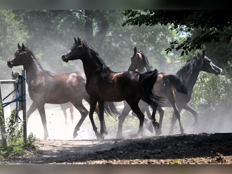 Arabian horses Mare 6 years 15,1 hh Bay-Dark in Bełżyce