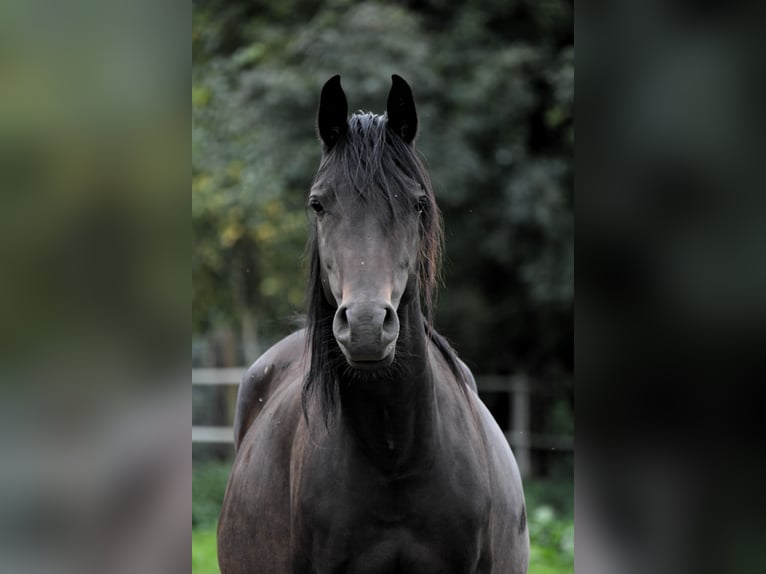 Arabian horses Mare 6 years 15,1 hh Bay-Dark in Bełżyce