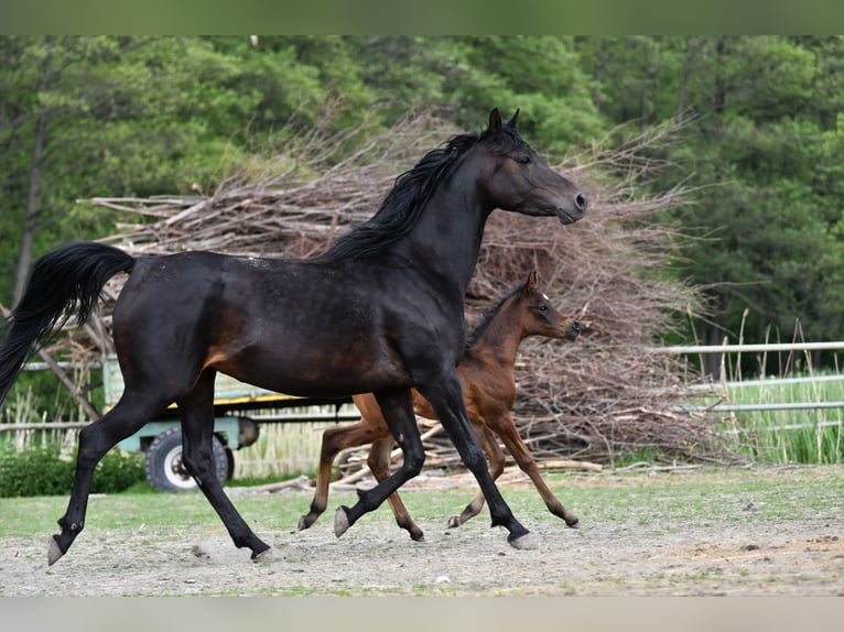 Arabian horses Mare 6 years 15,1 hh Bay-Dark in Bełżyce