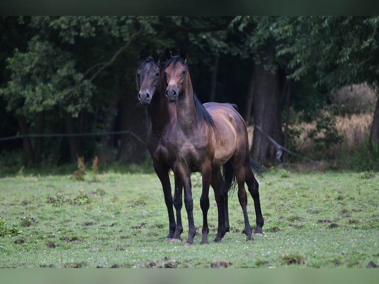 Arabian horses Mare 6 years 15,1 hh Bay-Dark in Bełżyce