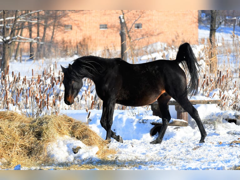 Arabian horses Mare 6 years 15,1 hh Bay-Dark in Bełżyce