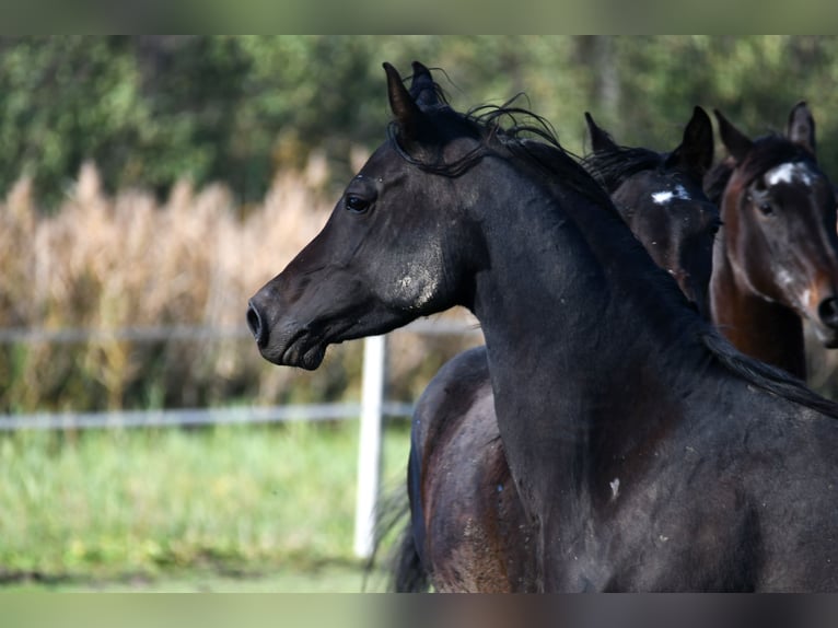 Arabian horses Mare 6 years 15,1 hh Bay-Dark in Bełżyce