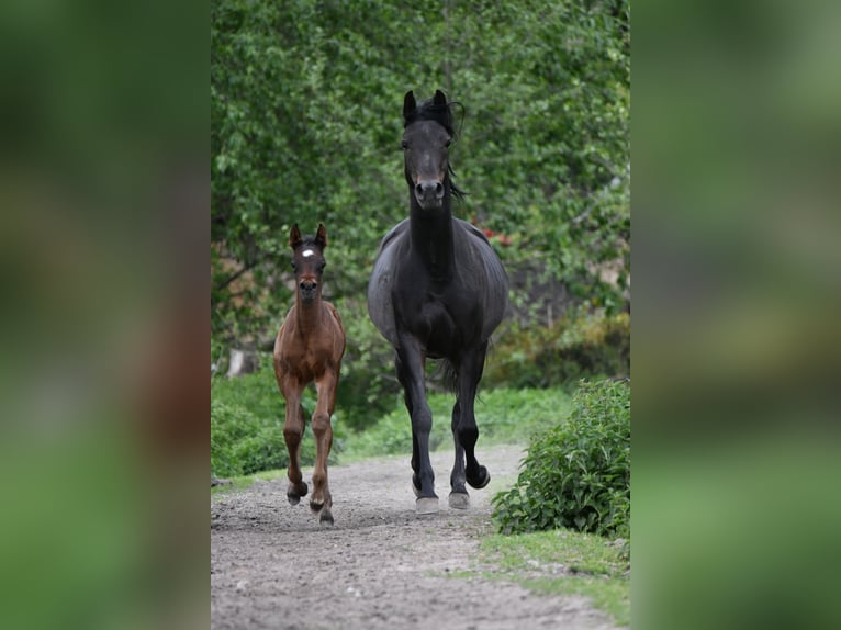 Arabian horses Mare 6 years 15,1 hh Bay-Dark in Bełżyce