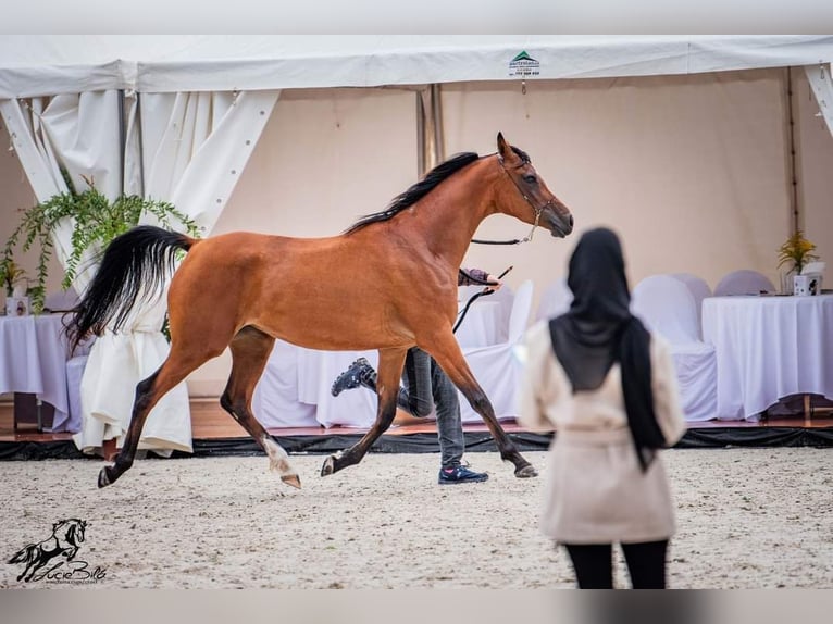 Arabian horses Mare 6 years 15,1 hh Bay in Zábřeh