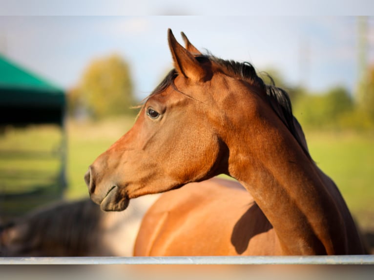 Arabian horses Mare 6 years 15,1 hh Bay in Zábřeh