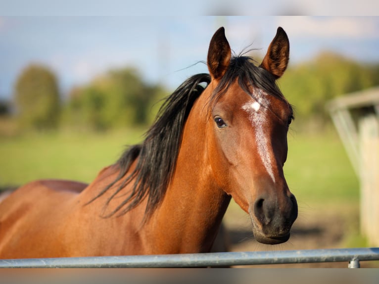 Arabian horses Mare 6 years 15,1 hh Bay in Zábřeh