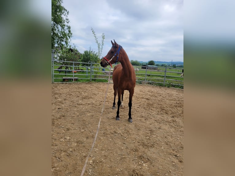 Arabian horses Mare 6 years 15,1 hh Bay in Zábřeh