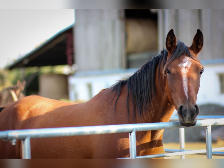 Arabian horses Mare 6 years 15,1 hh Bay in Zábřeh