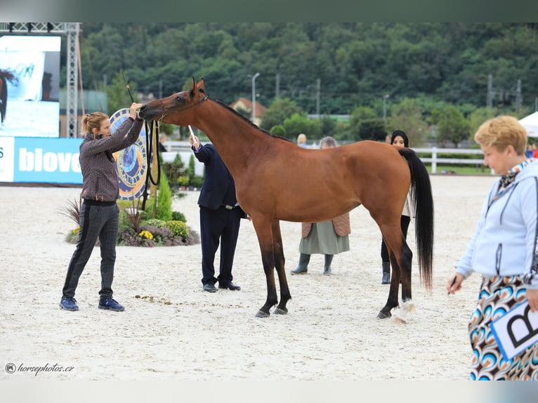 Arabian horses Mare 6 years 15,1 hh Bay in Zábřeh