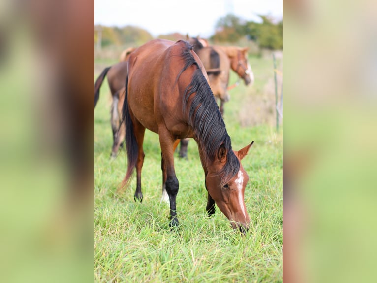 Arabian horses Mare 6 years 15,1 hh Bay in Zábřeh