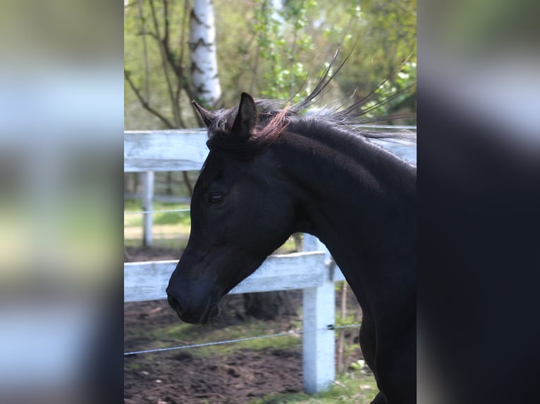 Arabian horses Mare 6 years 15.1 hh Black in Santok