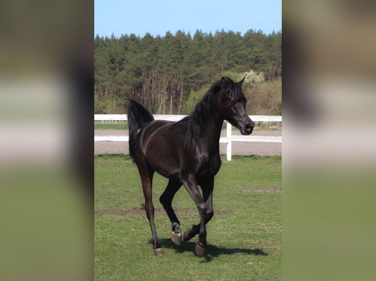 Arabian horses Mare 6 years 15.1 hh Black in Santok
