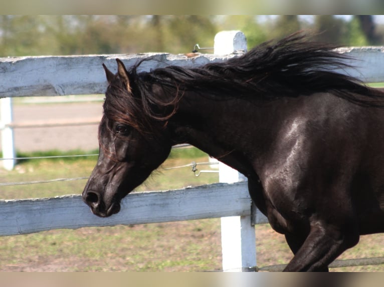 Arabian horses Mare 6 years 15.1 hh Black in Santok