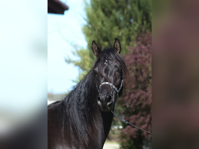 Arabian horses Mare 6 years 15.1 hh Black in Santok
