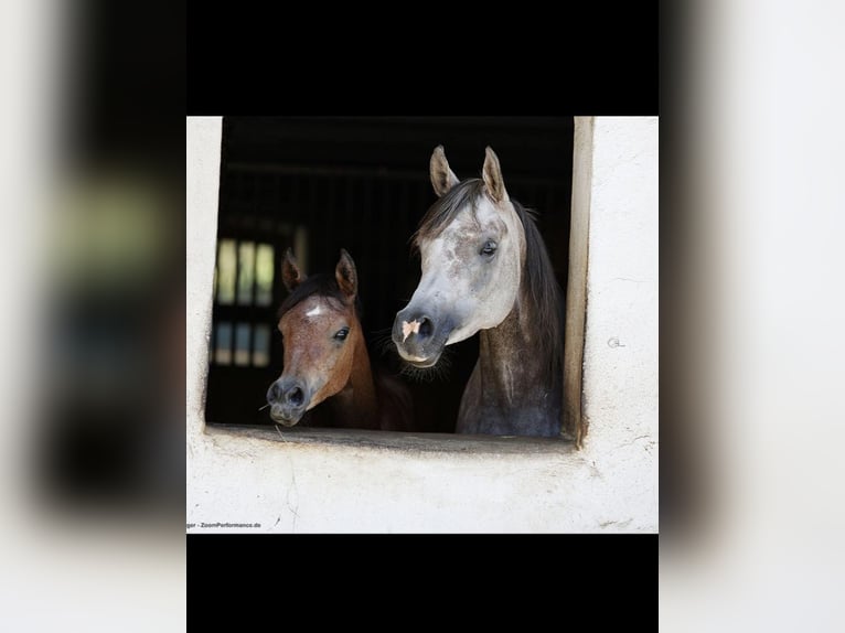 Arabian horses Mare 6 years 15,1 hh Gray in Amtzell