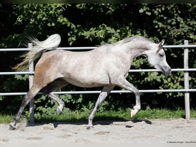 Arabian horses Mare 6 years 15,1 hh Gray in Amtzell