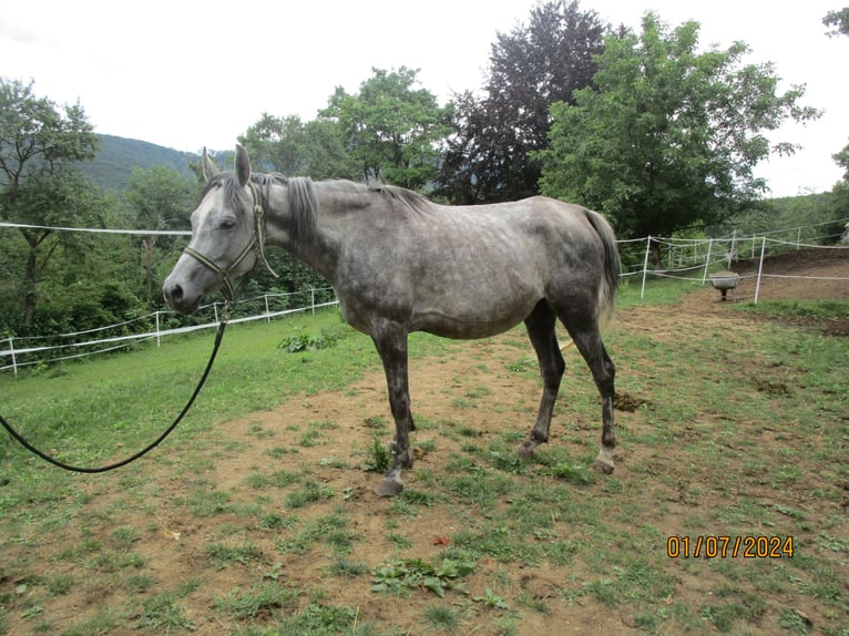 Arabian horses Mare 6 years 15,1 hh Gray-Dapple in Klosterneuburg