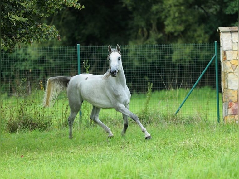 Arabian horses Mare 6 years 15,1 hh Gray in Warszawa