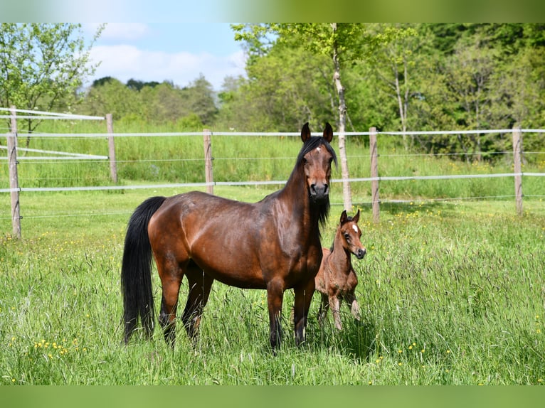 Arabian horses Mare 6 years 15 hh Bay-Dark in Reichshof