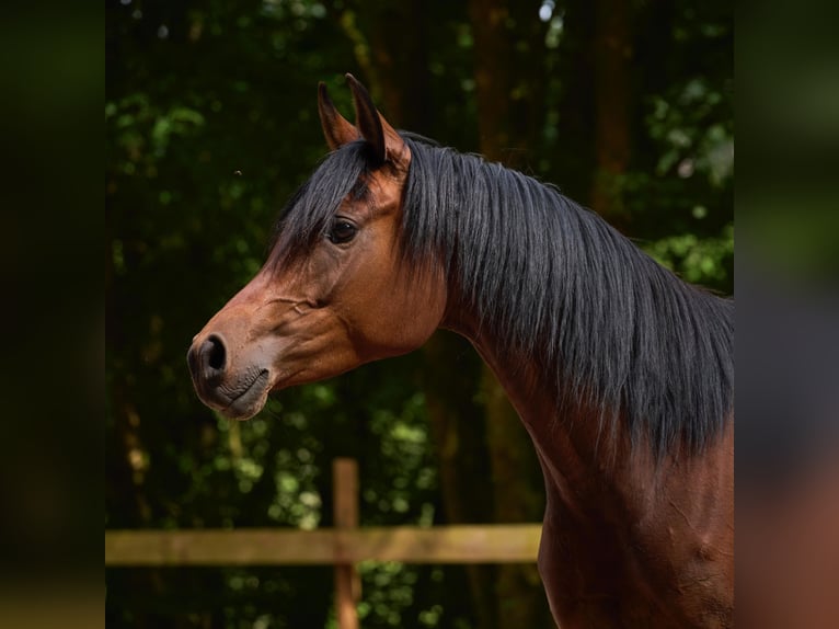 Arabian horses Mare 6 years 15 hh Bay-Dark in Reichshof