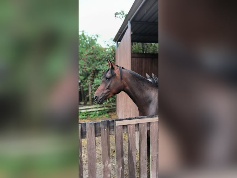 Arabian horses Mare 6 years 15 hh Bay-Dark in Jüterbog