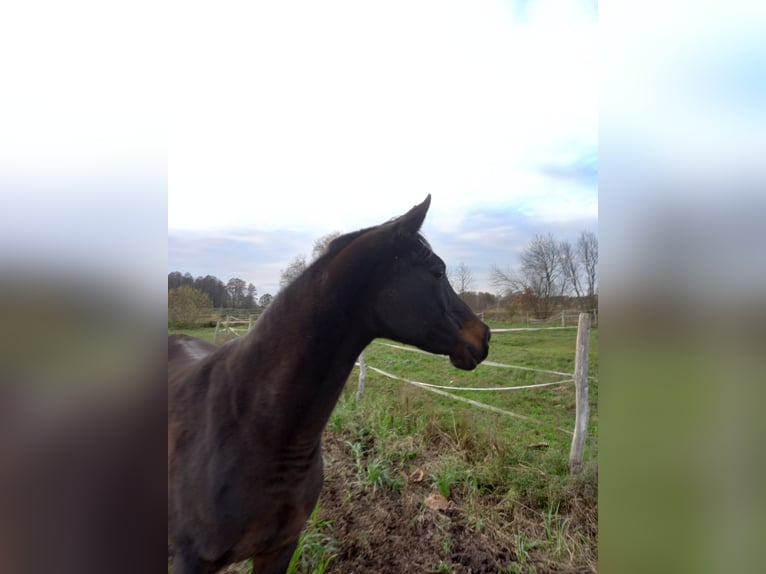 Arabian horses Mare 6 years 15 hh Bay in Zielona Góra