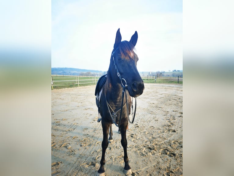 Arabian horses Mare 6 years 15 hh Black in Herzberg am Harz