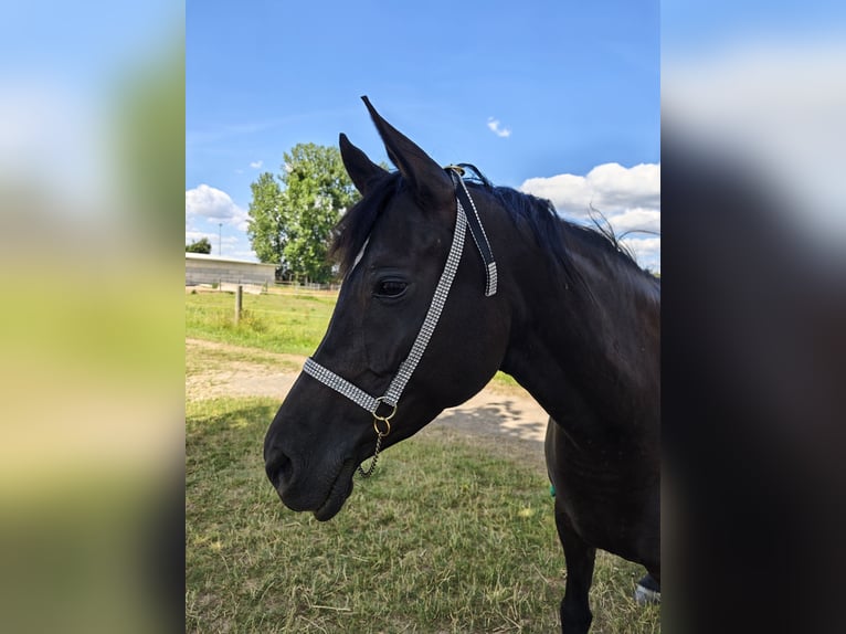 Arabian horses Mare 6 years 15 hh Black in Herzberg am Harz
