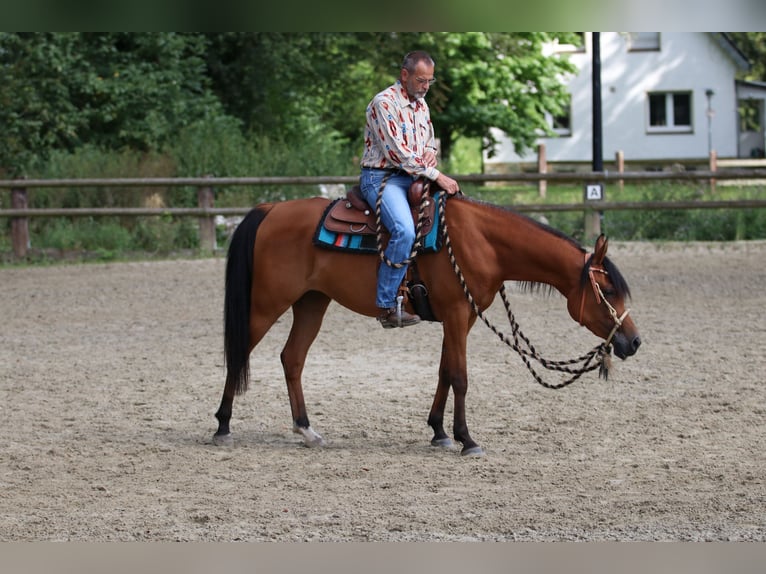 Arabian horses Mare 6 years 15 hh Brown in Geseke