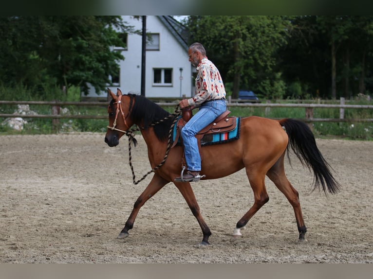 Arabian horses Mare 6 years 15 hh Brown in Geseke