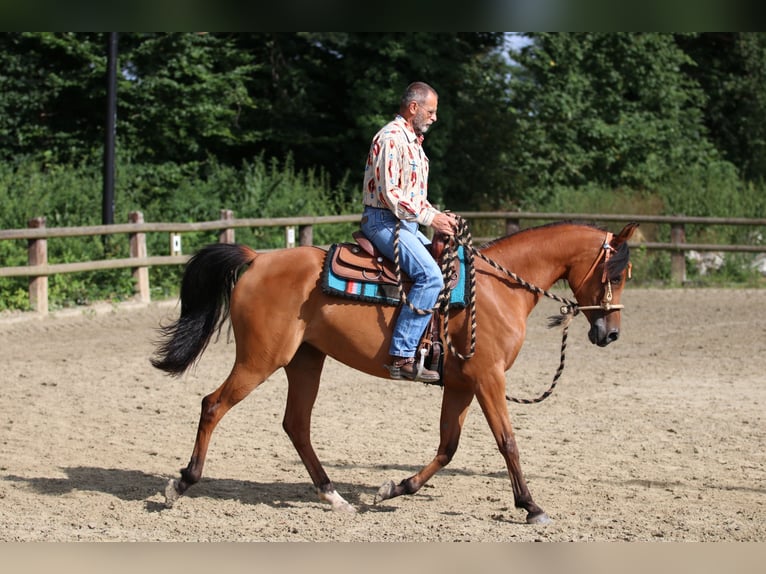 Arabian horses Mare 6 years 15 hh Brown in Geseke