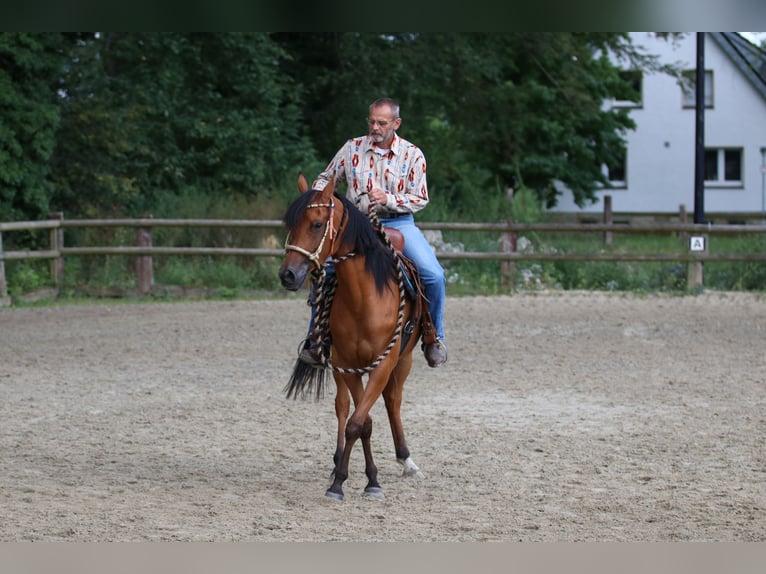 Arabian horses Mare 6 years 15 hh Brown in Geseke