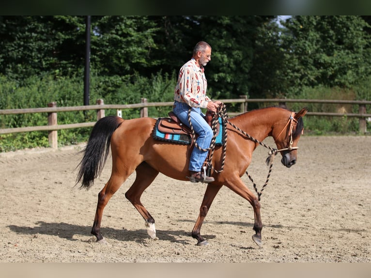 Arabian horses Mare 6 years 15 hh Brown in Geseke